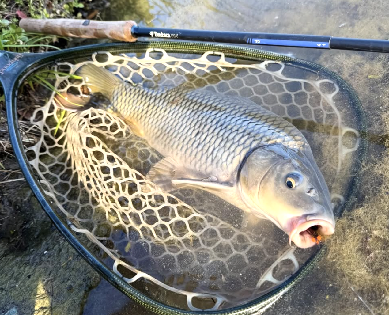 Carp caught on fly